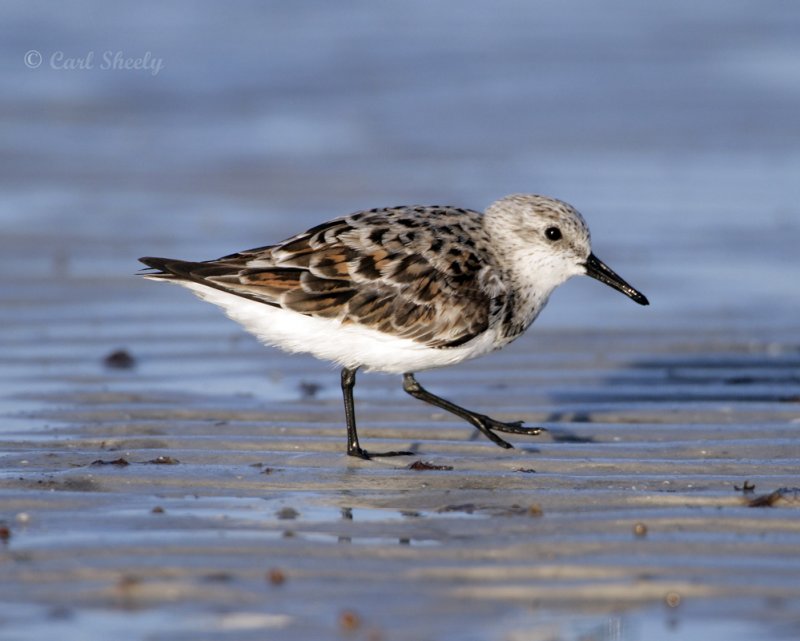 Sanderling-5.jpg