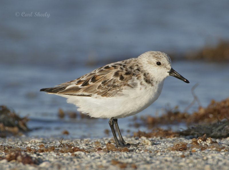 Sanderling-10.jpg