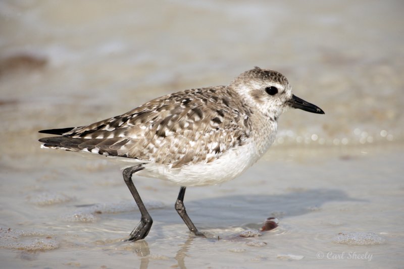 Black-bellied Plover-12.jpg