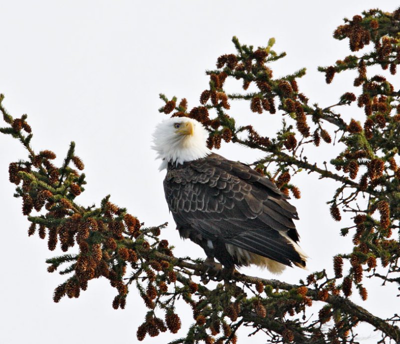 Bald Eagle_2.jpg