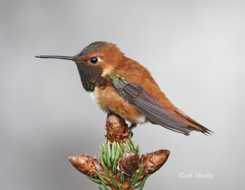 Rufous Hummingbird_4.jpg