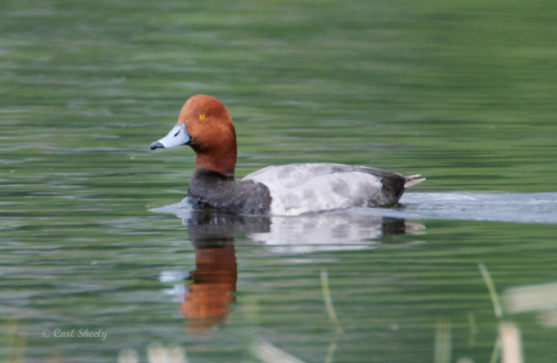 Redhead-7.jpg