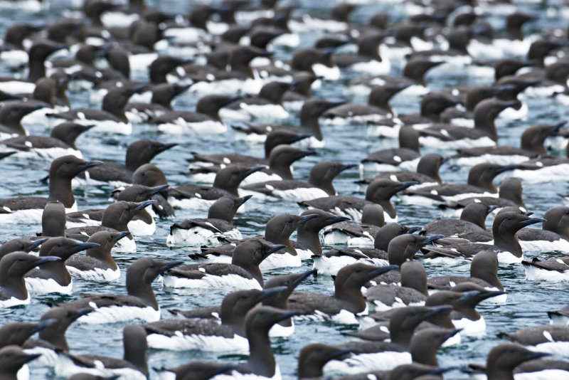 Raft of Common Murres.jpg