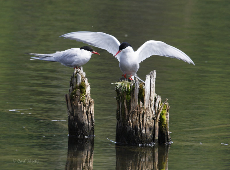 Arctic Terns.jpg