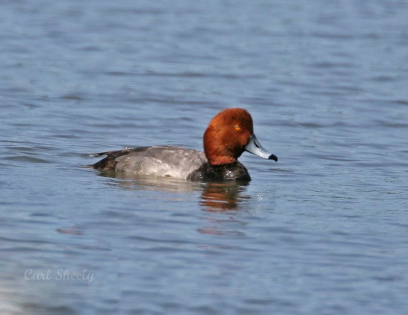 Redhead-6.jpg