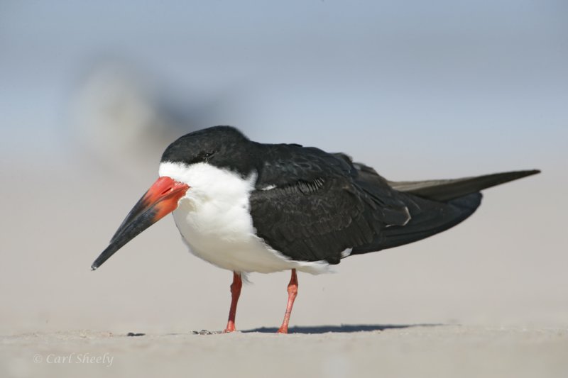 Black Skimmer-3.jpg