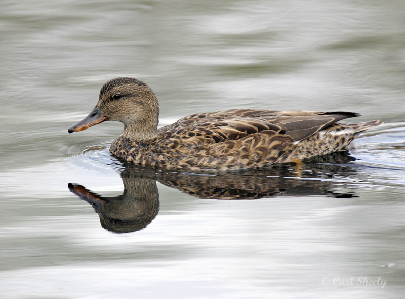 Green-winged Teal-6.jpg