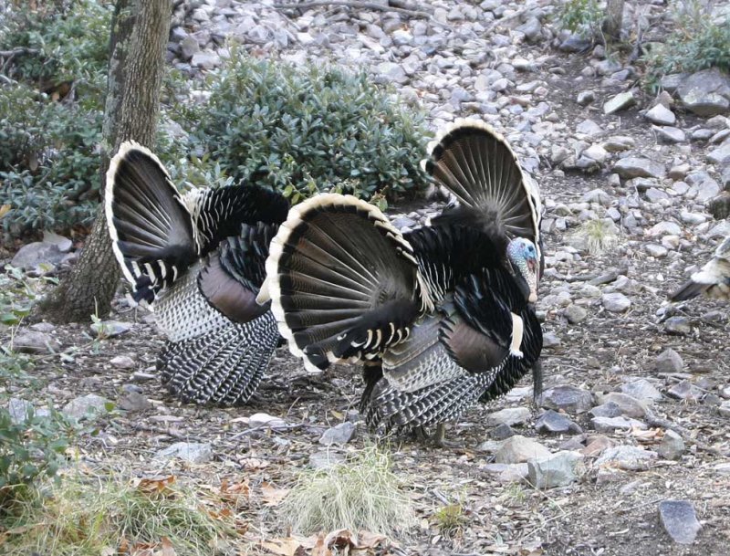 American Turkey-5.jpg