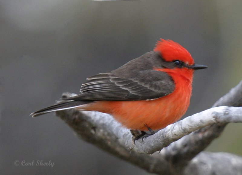 VermillionFlycatcher-7.jpg