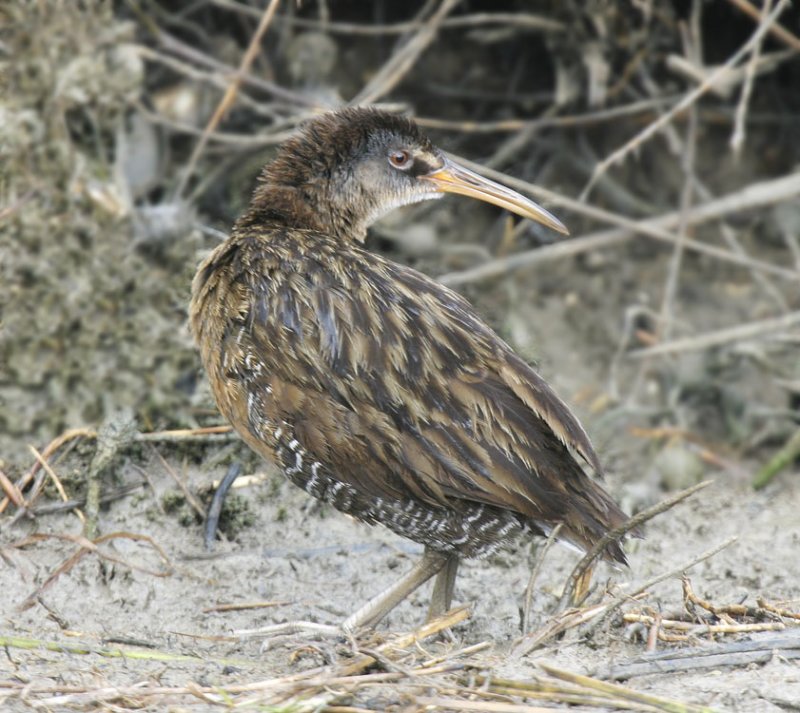 Clapper Rail-5.jpg