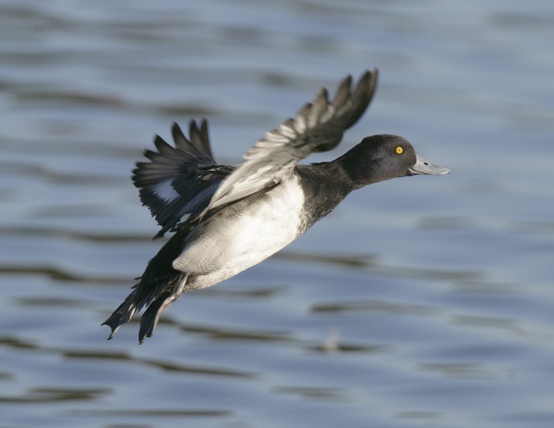 Lesser Scaup-9.jpg