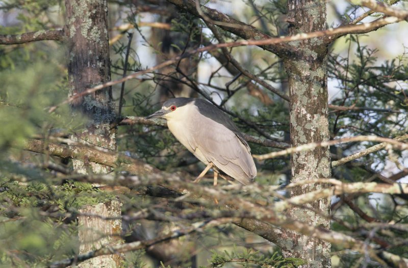 Black-crowned Night-Heron.jpg