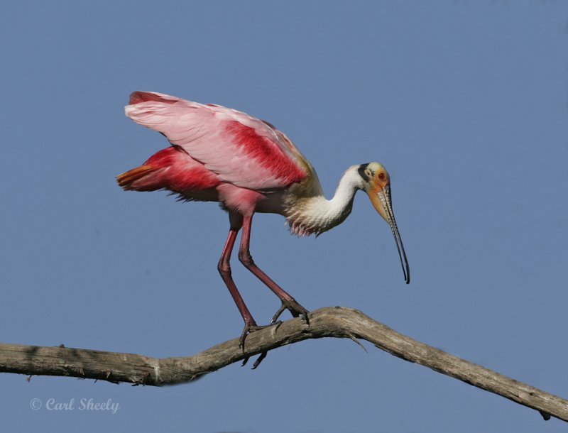 Roseate Spoonbill-7.jpg