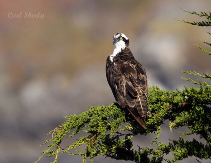 Osprey-9