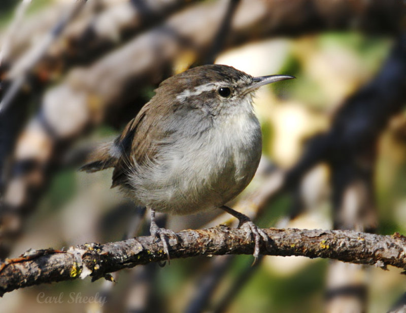 Bewicks Wren-1