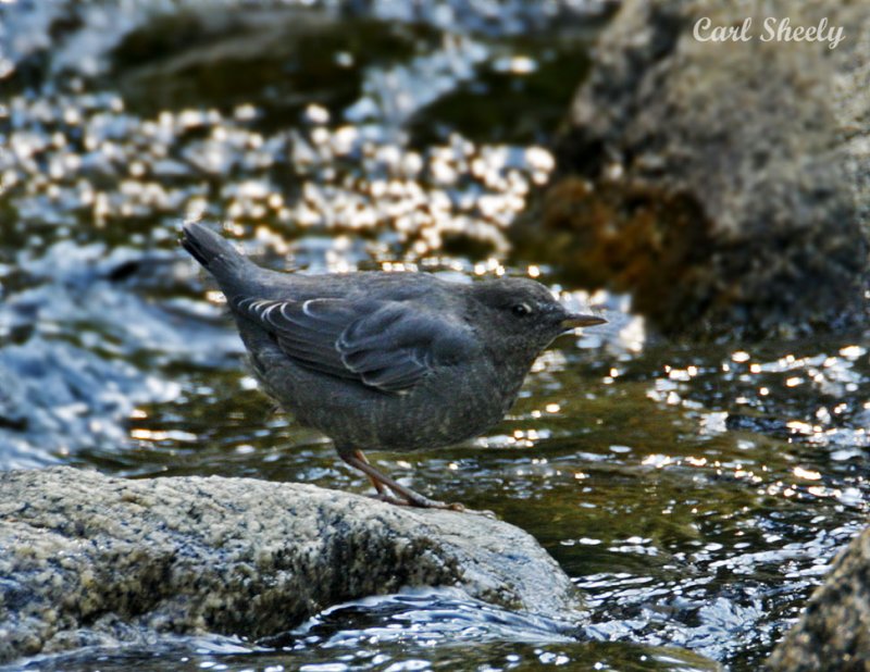 _MG_2348Dipper.jpg