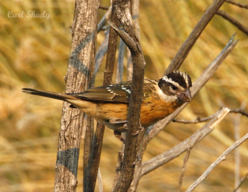 Black-headed Grosbeak-2
