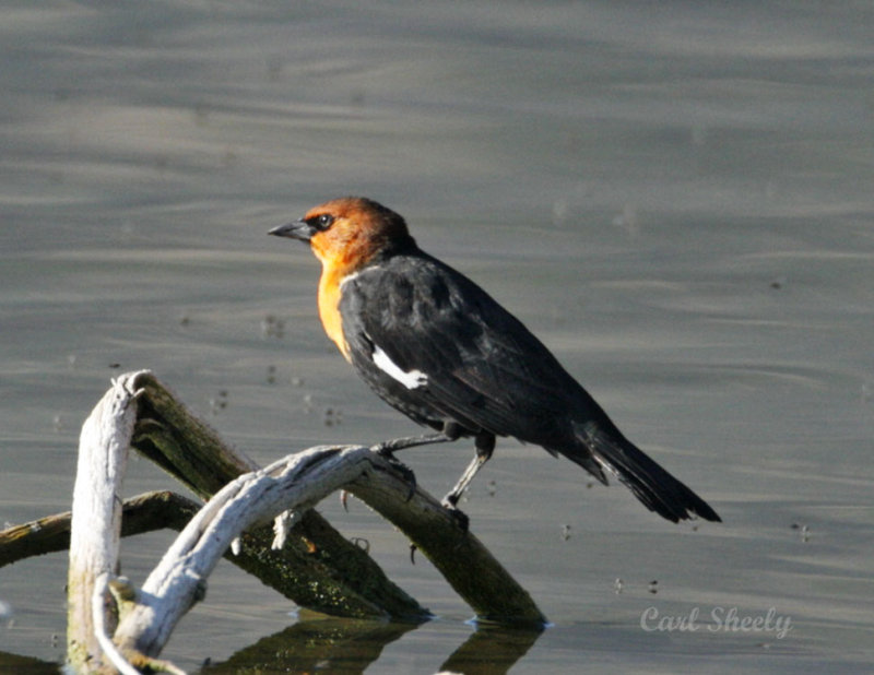 _MG_2619YellowHeaded.jpg