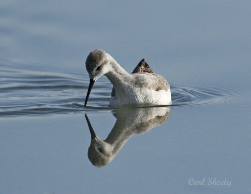Wilsons Phalarope