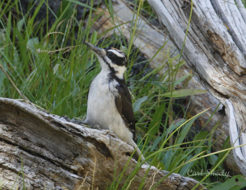 Hairy Woodpecker-1