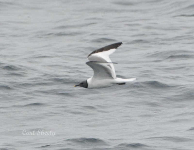 Sabines Gull-1