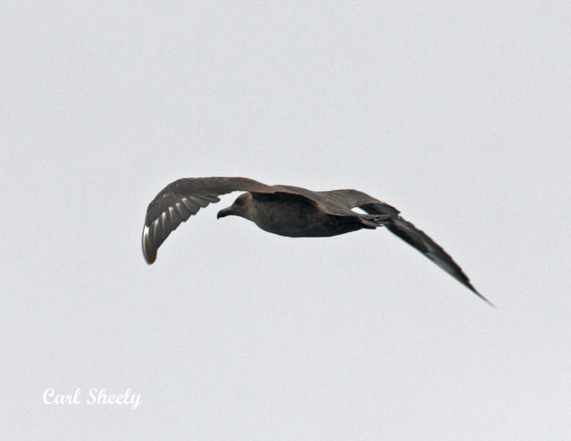 South-Polar Skua