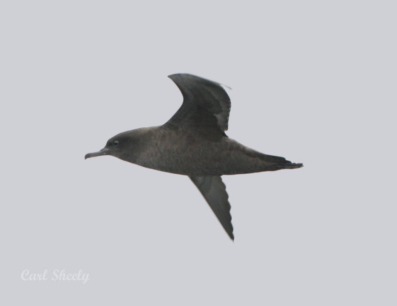 _MG_3714Sooty.jpg