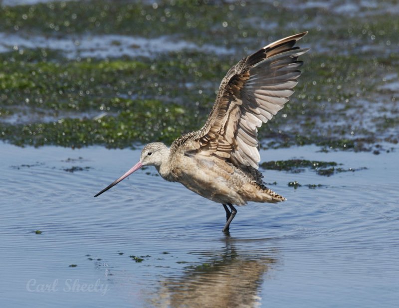 _MG_4061MarbledGodwit.jpg