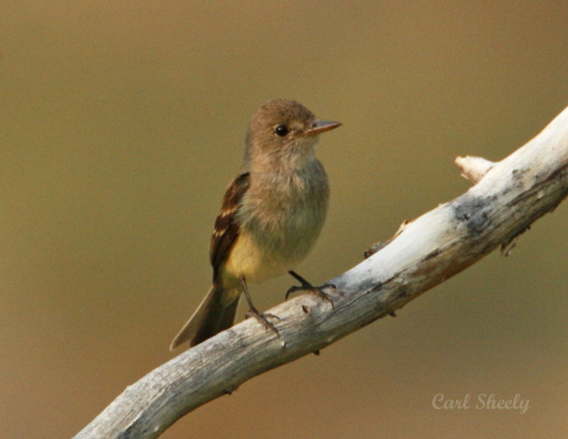 _MG_2484Willow Flycatcher.jpg