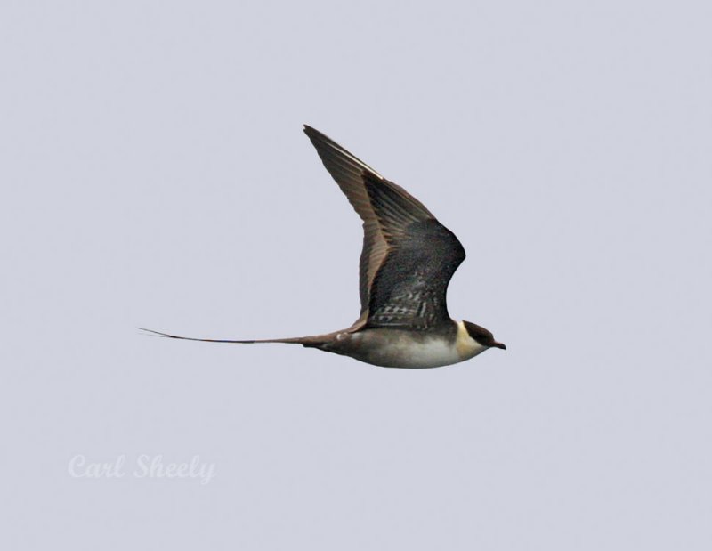 _MG_3768Long-tailJaeger.jpg
