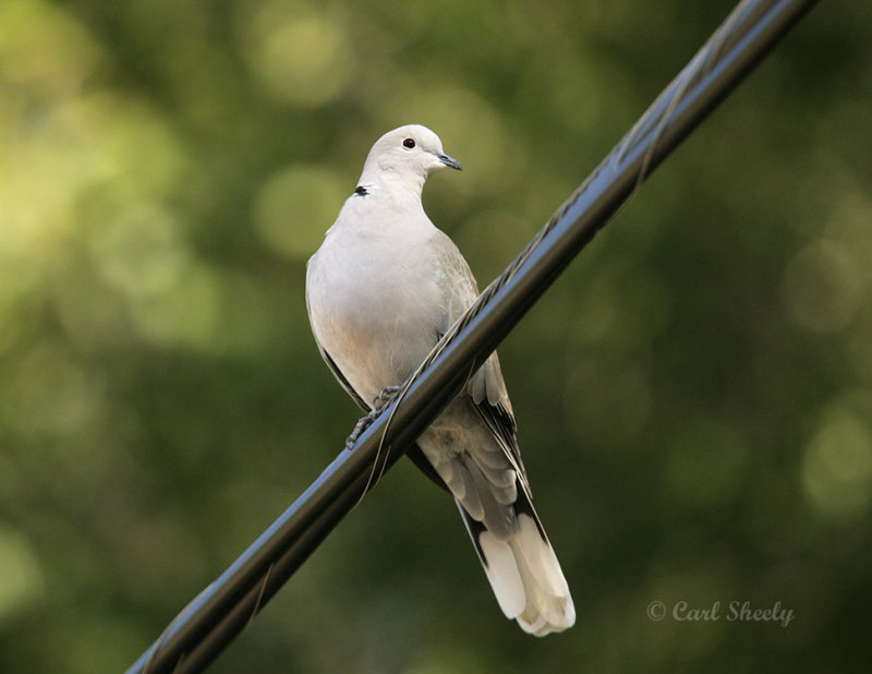 Eurasian-collared Dove-2.jpg