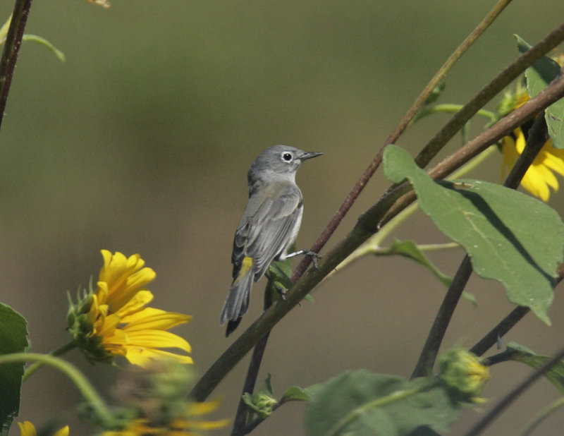 Virginias Warbler-2