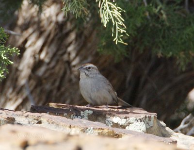 Rufus-crowned Sparrow.jpg