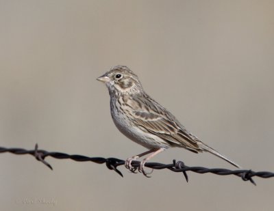 Vesper Sparrow.jpg