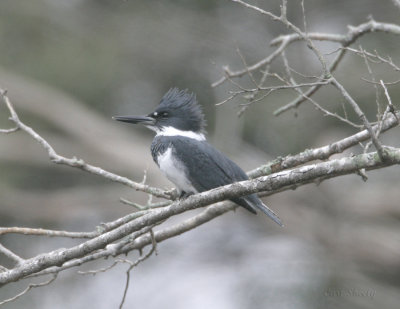 Belted Kingfisher_1.jpg