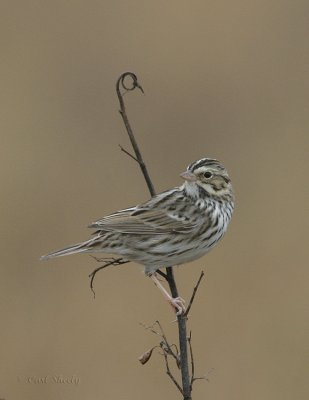 Savannah Sparrows