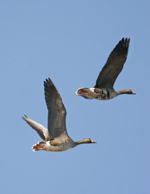 White-fronted Geese.jpg
