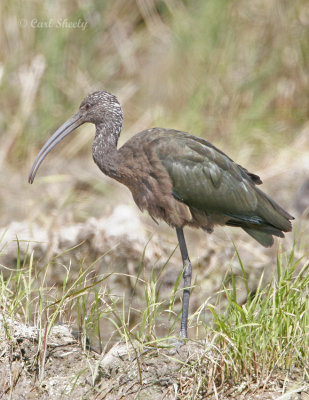 White-faced Ibis_1.jpg