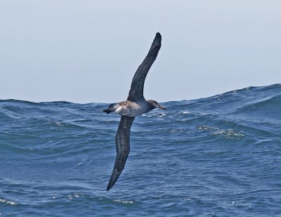 Black-footed Albatros_5.jpg