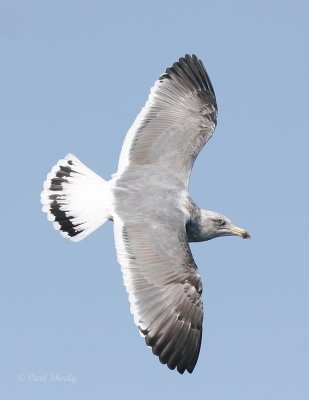 Western Gull 2-3.jpg