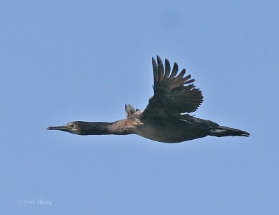 Brandts Cormorant_4.jpg