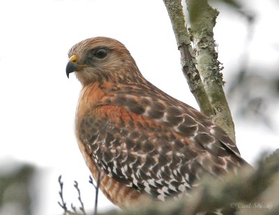 Red-shouldered Hawk_1.jpg