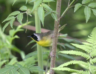 Common Yellowthroat-6.jpg