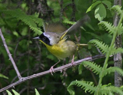 Common Yellowthroat_7.jpg
