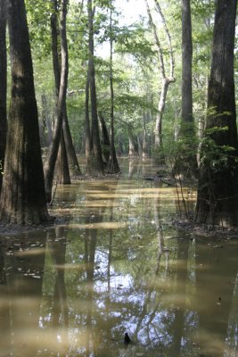 Swamp C.jpg