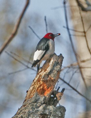 Red-headed Woodpecker-3.jpg