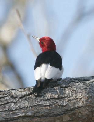 Red-headed Woodpecker-4.jpg