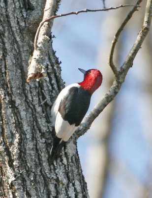 Red-headed Woodpecker-5.jpg