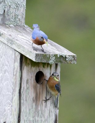 Bluebirds.jpg