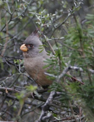 Pyrrhuloxia--6.jpg